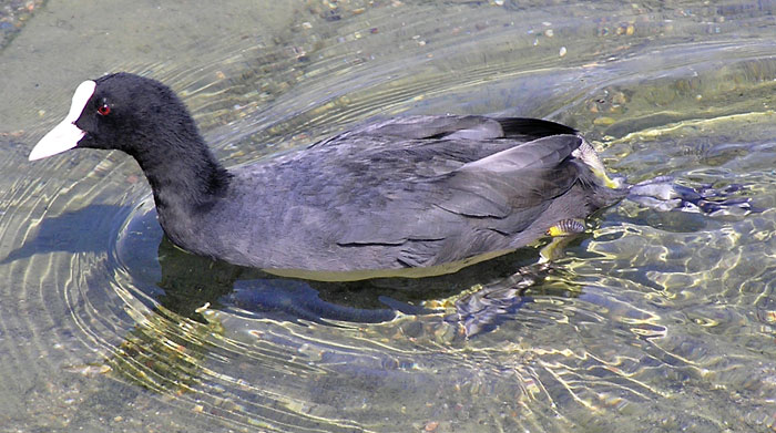 Blesshuhn, Fulica atra